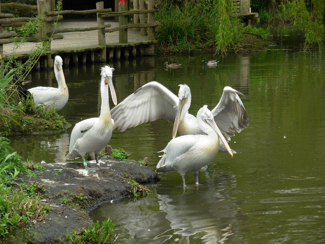 rotterdam blijdorp dierentuin pelikanen