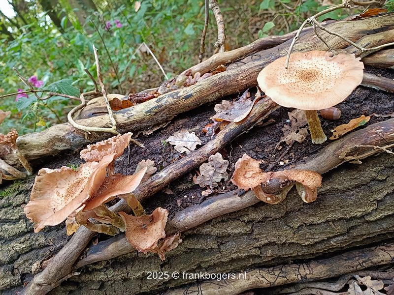 paddestoel fietsroute 