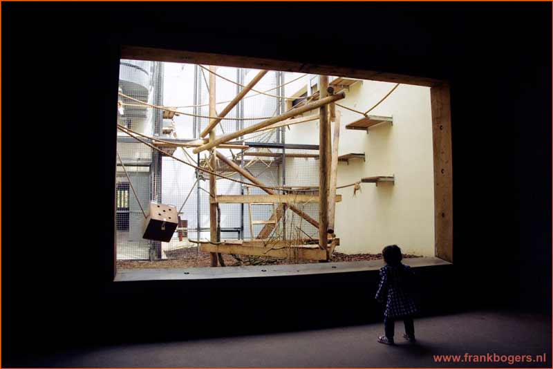 kinderen fotografie aapjes kijken