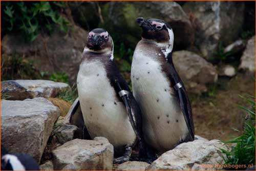 pinquin fotograferen