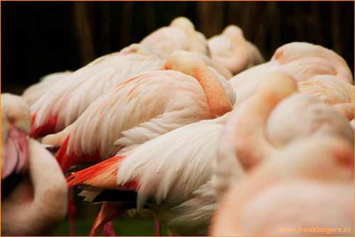 scherptediepte fotograferen 