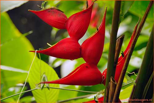 raw fotografie witbalans