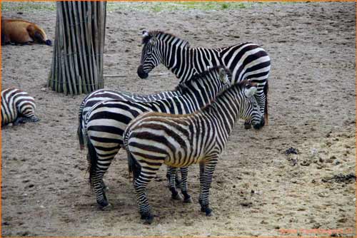 zebra foto maken 