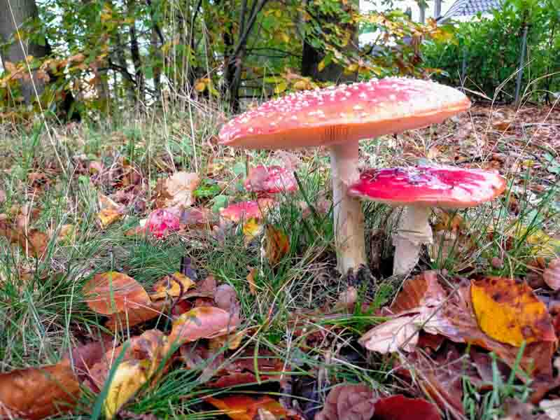 paddenstoelen fotograferen