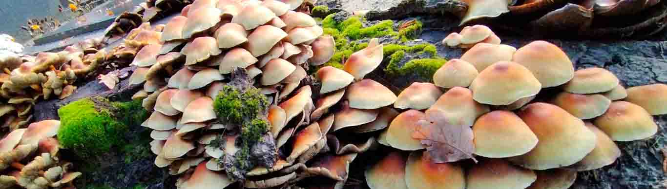 paddenstoelen fotografie 