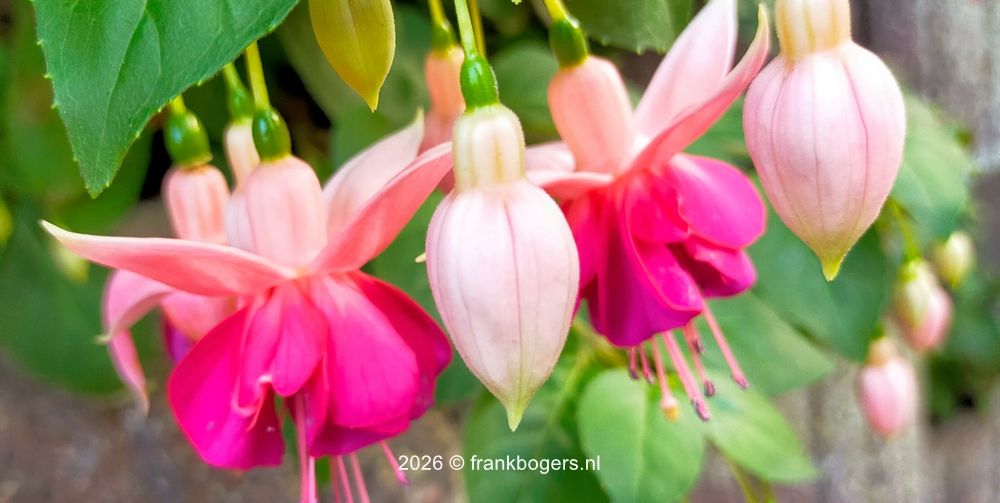 Fuchsia's overwinteren in een diepvrieskist