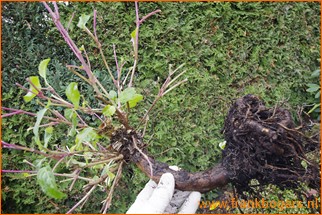 fuchsia planten bewaren in de winter