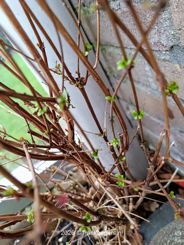 uitlopen winterharde fuchsia