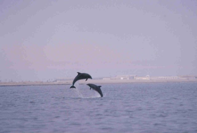 Beste tijd om walvissen en dolfijnen te spotten